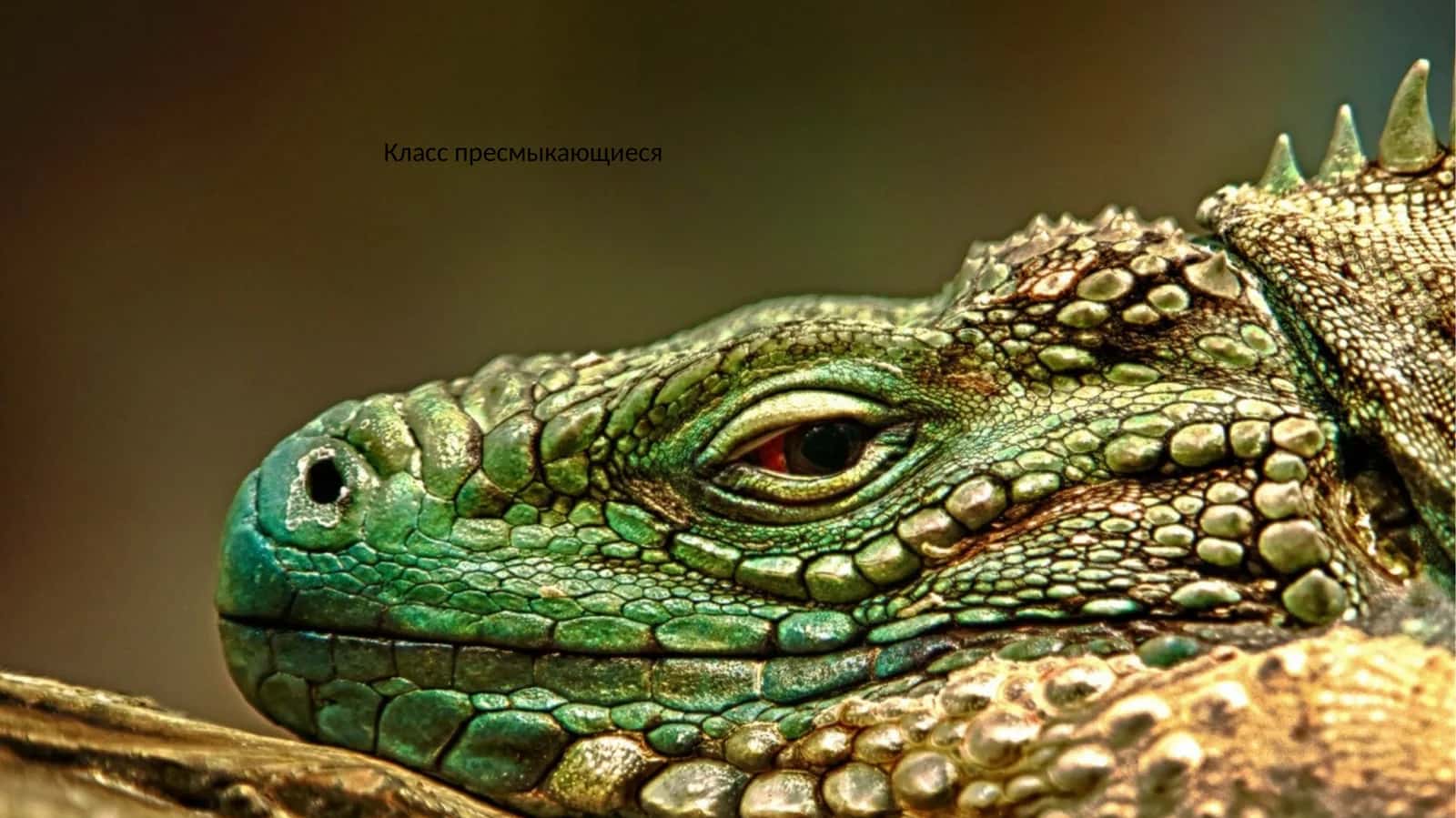 Класс пресмыкающиеся