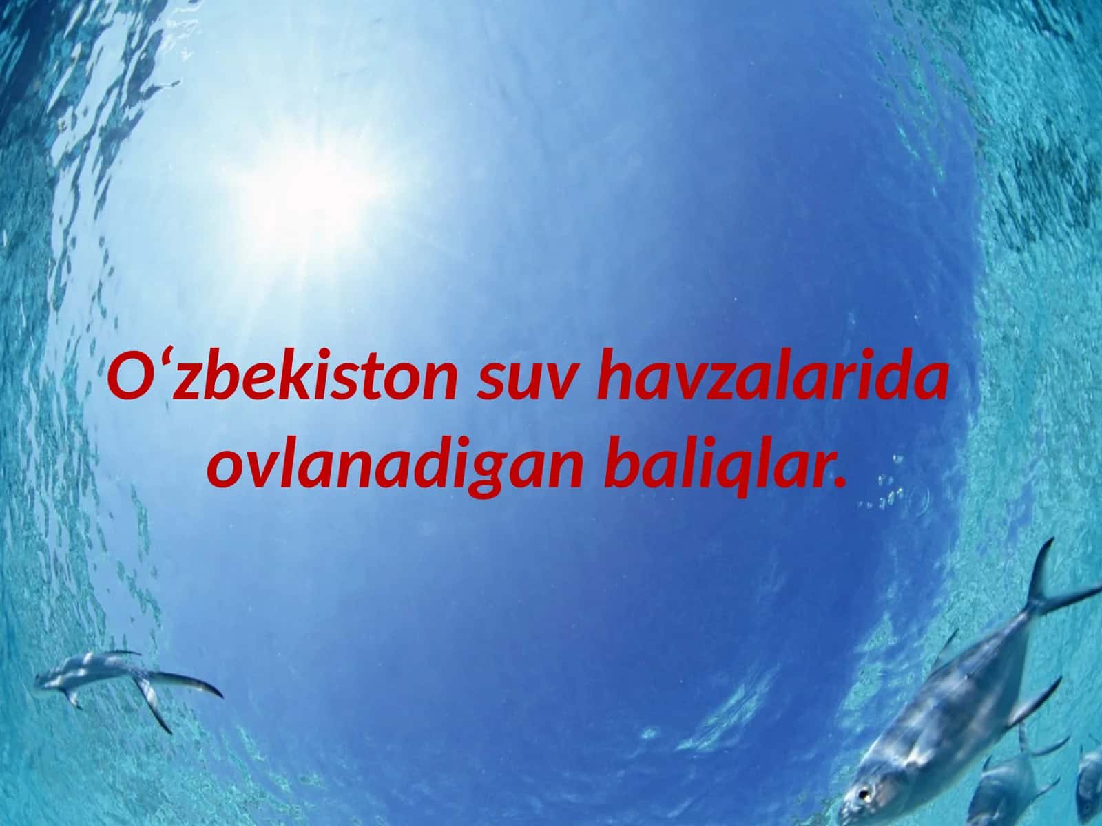 Oʻzbekiston suv havzalarida ovlanadigan baliqlar