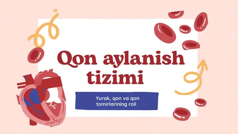 Inson Yurak, Qon va Qon tomirlari haqida tushuncha