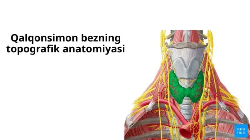 Qalqonsimon bezning topografik anatomiyasi