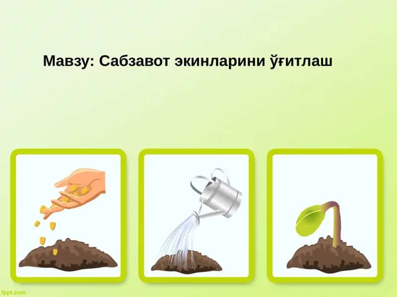 Сабзавот экинларини ўғитлаш