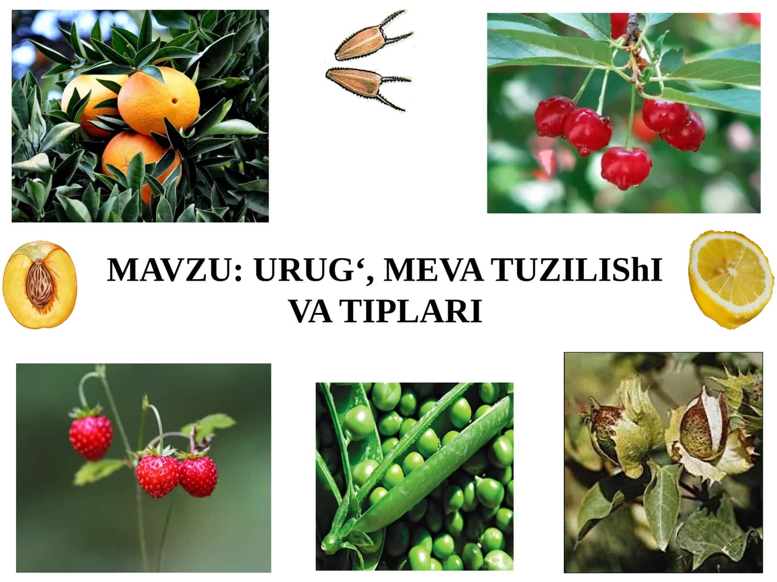 URUG‘, MEVATUZILIShIVA TIPLARI