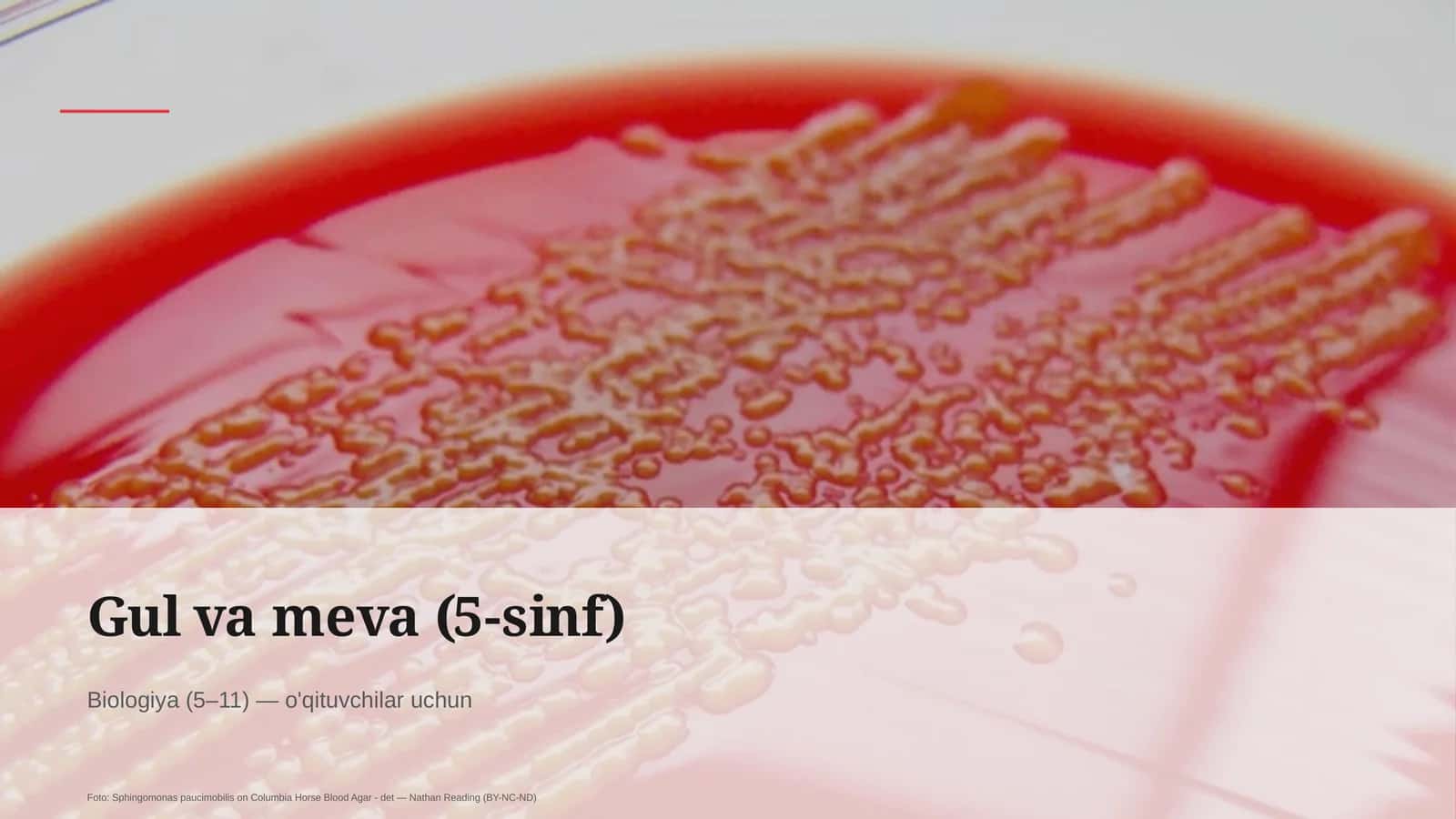 Gul va meva (5-sinf)