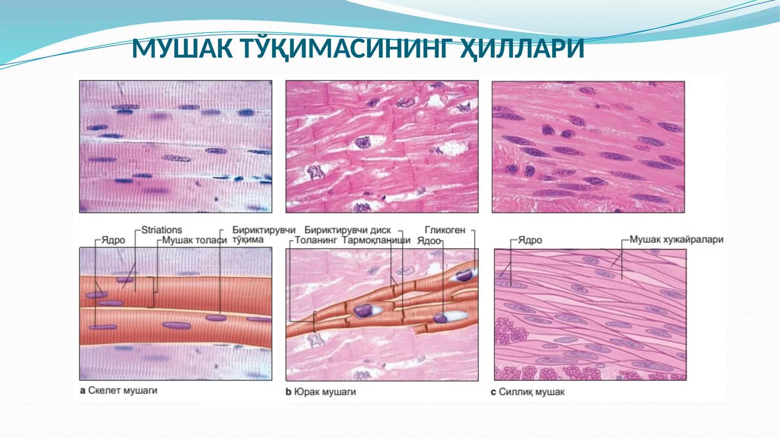 МУШАК ТЎҚИМАСИНИНГ ҲИЛЛАРИ