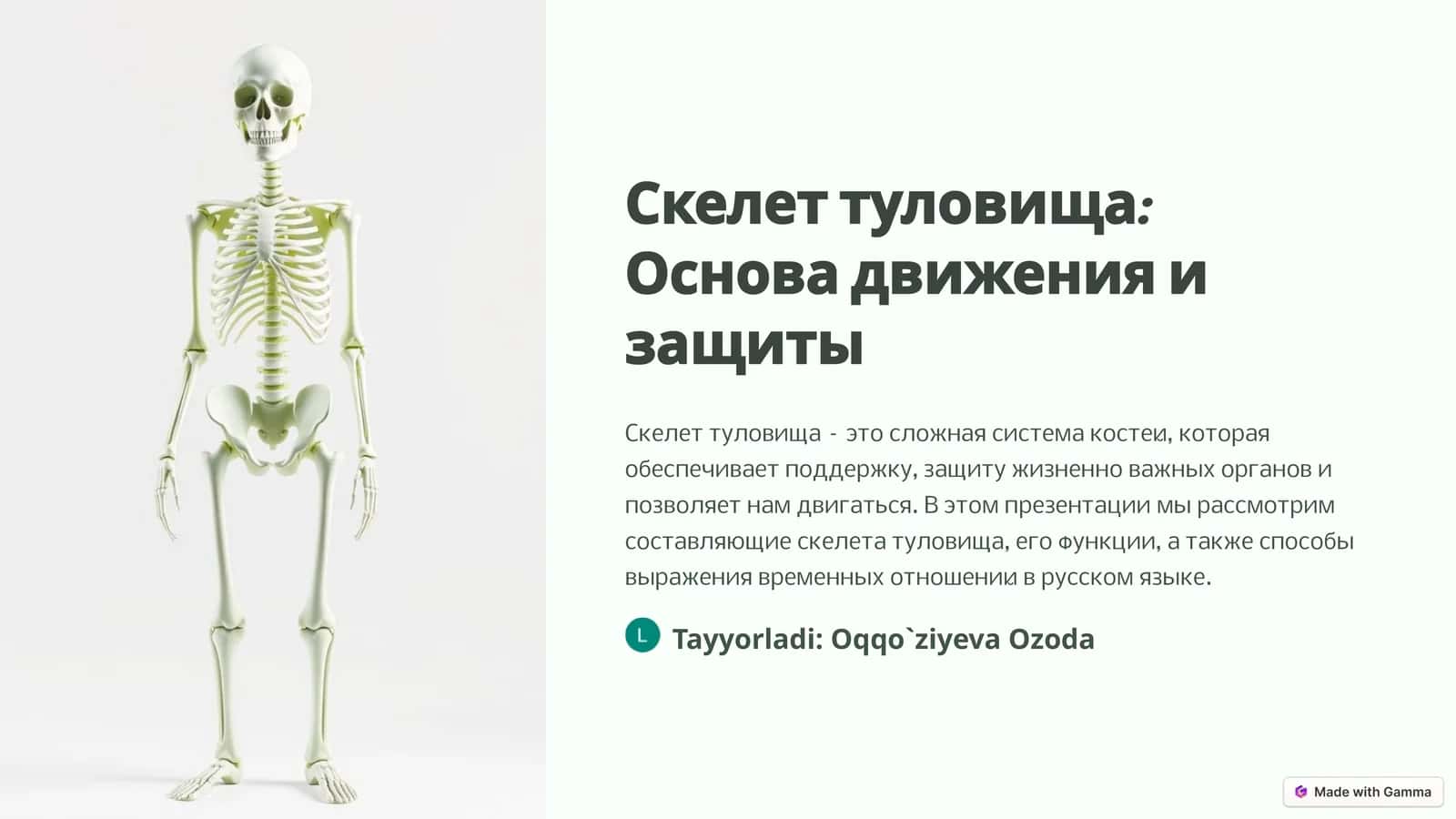 Скелет туловища: Основа движения и защиты