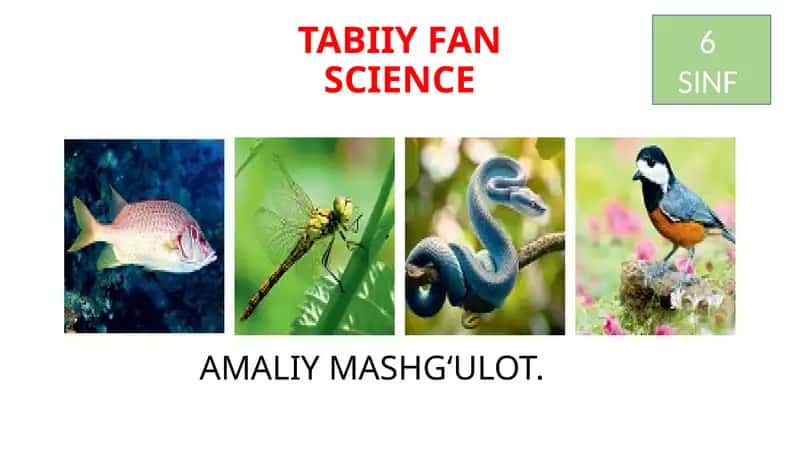 Hayvonlar Sistematikasini O‘rganish