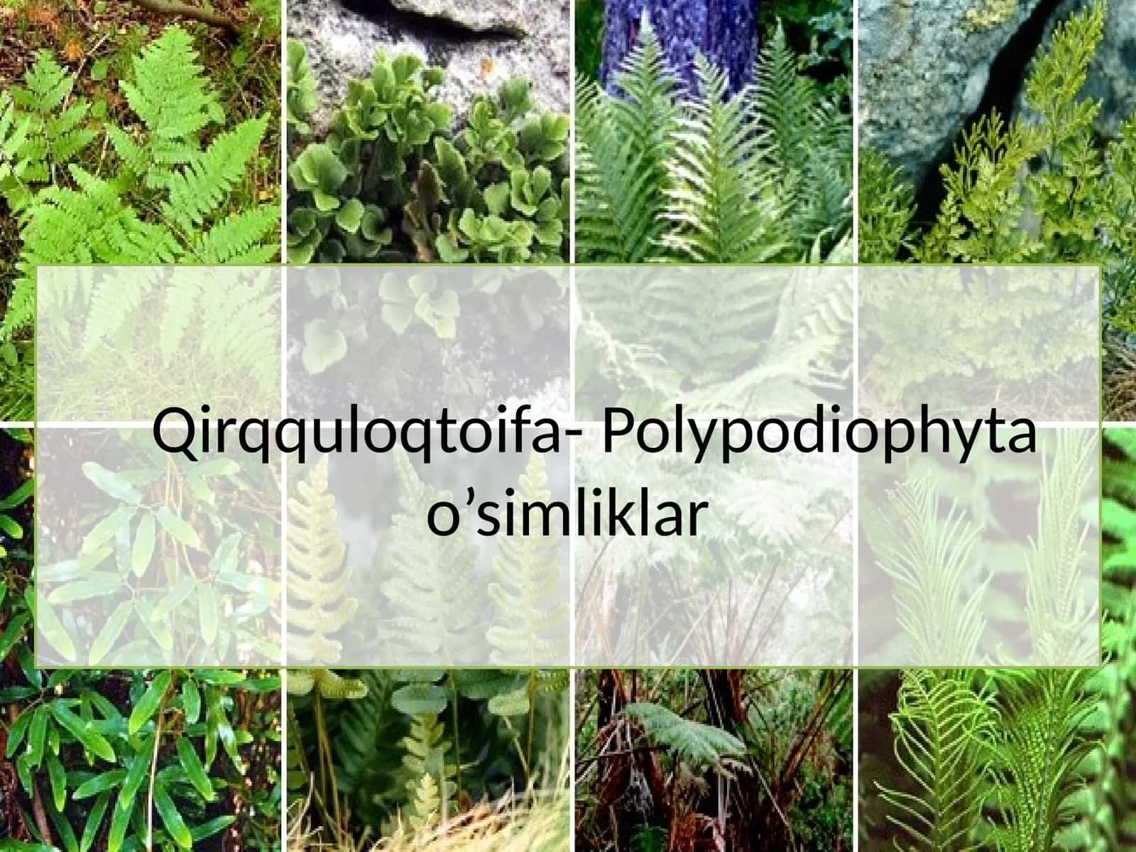 Qirqquloqtoifa- Polypodiophyta o’simliklar