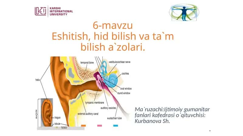 Eshitish, Hidbilish va Ta'mbilisha Zolari
