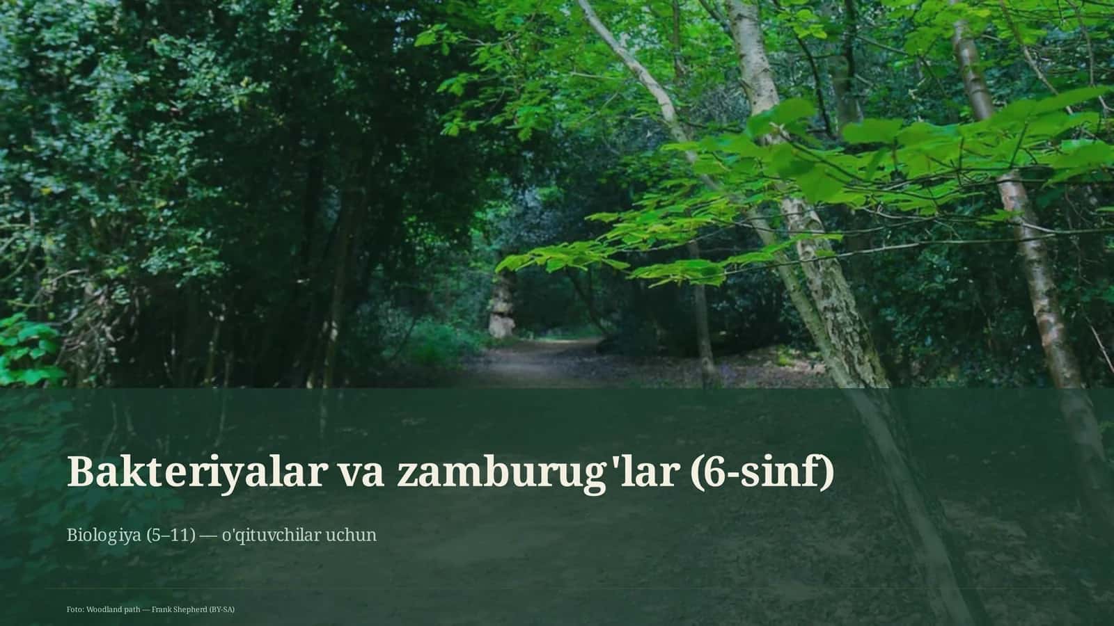 Bakteriyalar va zamburug'lar (6-sinf)
