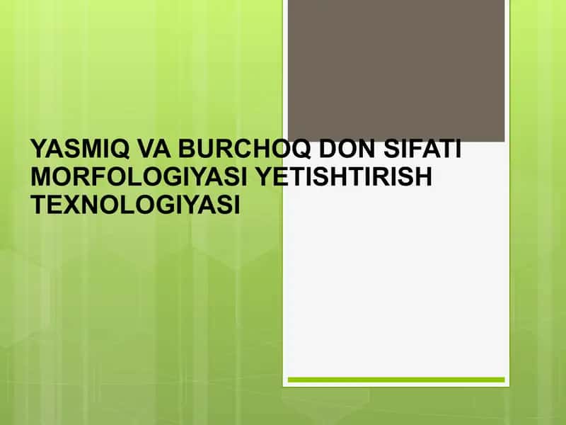 YASMIQ VA BURCHOQ DON SIFATI MORFOLOGIYASI YETISHTIRISH TEXNOLOGIYASI