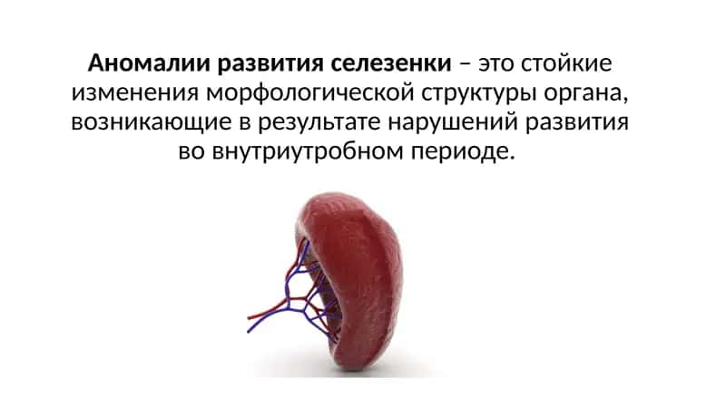 Аномалии развития селезенки – это стойкие изменения морфологической структуры органа, возникающие