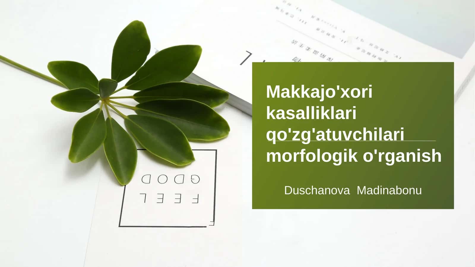 Makkajo'xori kasalliklari qo'zg'atuvchilari morfologik o'rganish