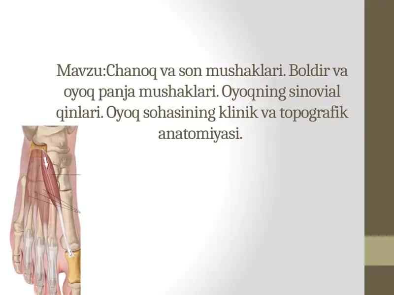 Chanoq va son mushaklari. Boldir va oyoq panja mushaklari. Oyoqning sinovial qinlari. Oyoq sohasining klinik va topografik anatomiyasi.