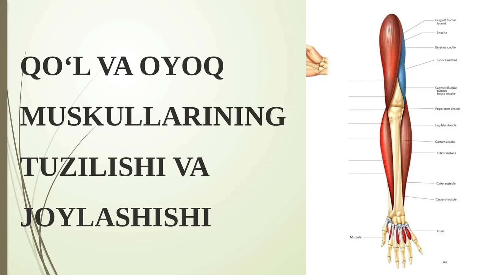 QO‘L VA OYOQ MUSKULLARINING TUZILISHI VA JOYLASHISHI