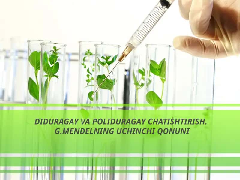 Diduragayva Poliduragay Chatishtirish