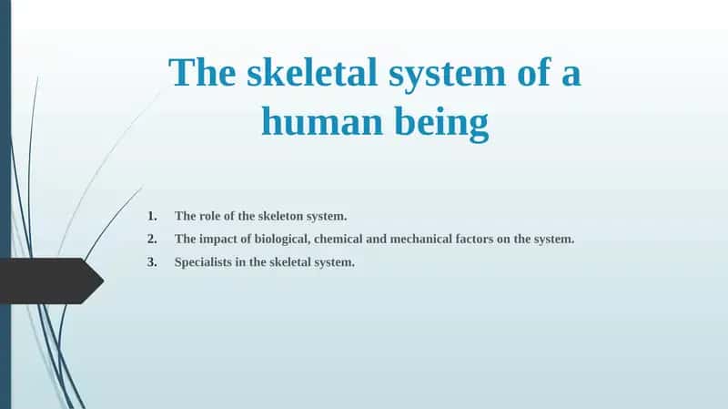 The Skeletal System of a Human Being