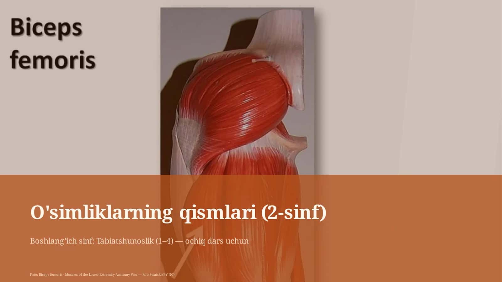 O'simliklarning qismlari (2-sinf)