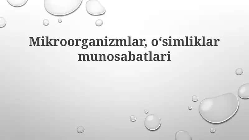 Rizosfera mikroorganizmlari