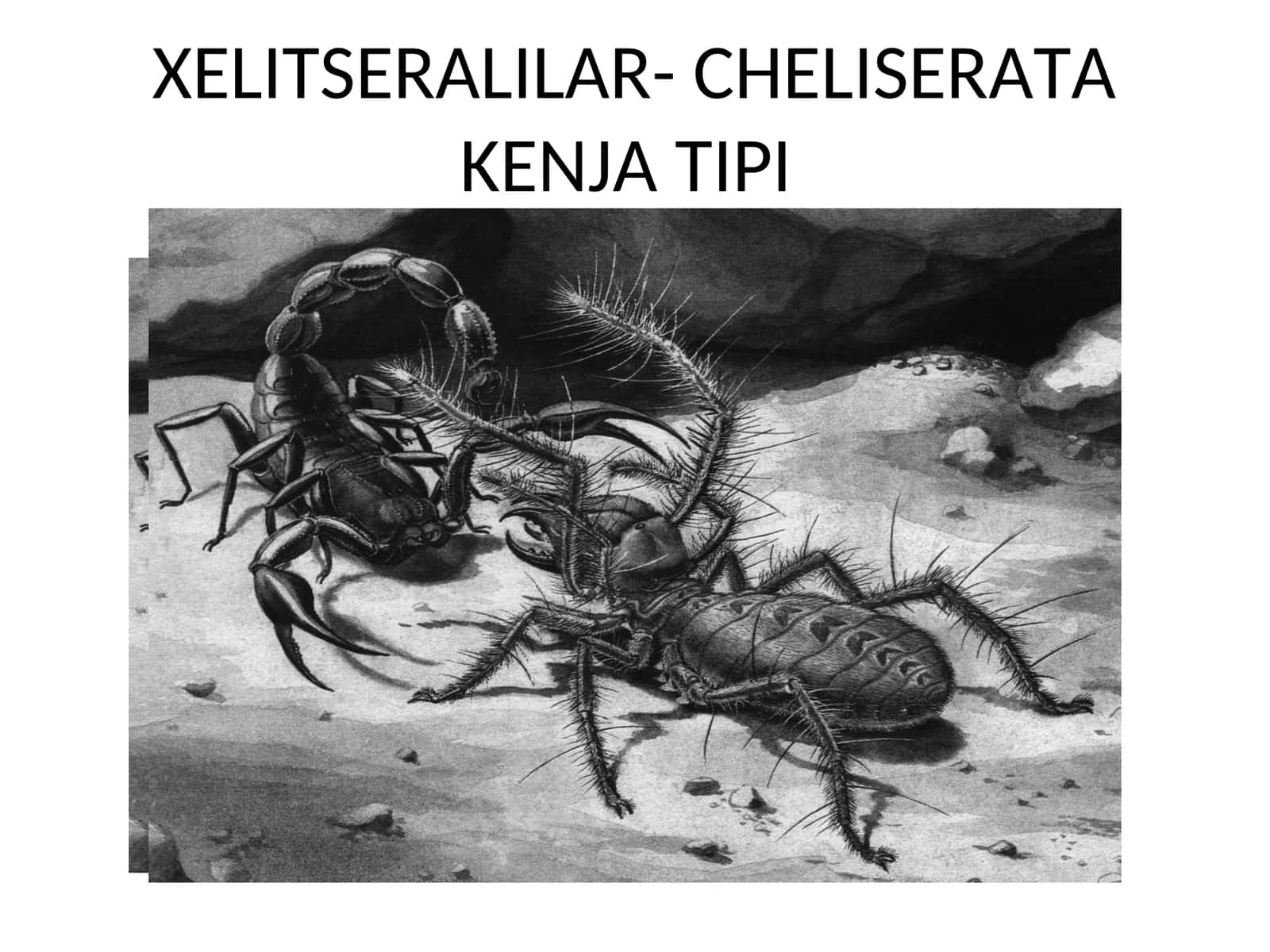 XELITSERALILAR- CHELISERATAKENJA TIPI