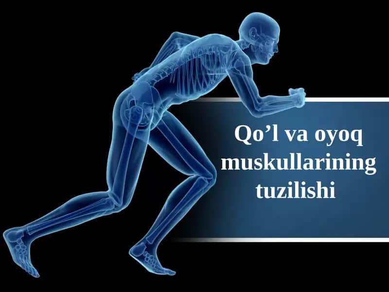 Qo’l va oyoq muskullarining tuzilishi