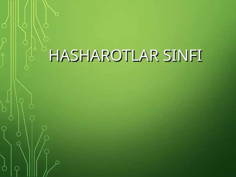 Hasharotlar Sinfi