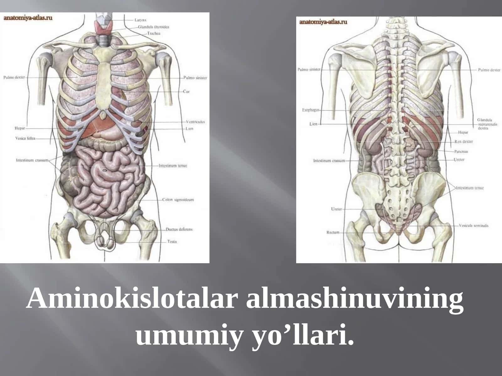 Aminokislotalar almashinuvining umumiy yoโllari