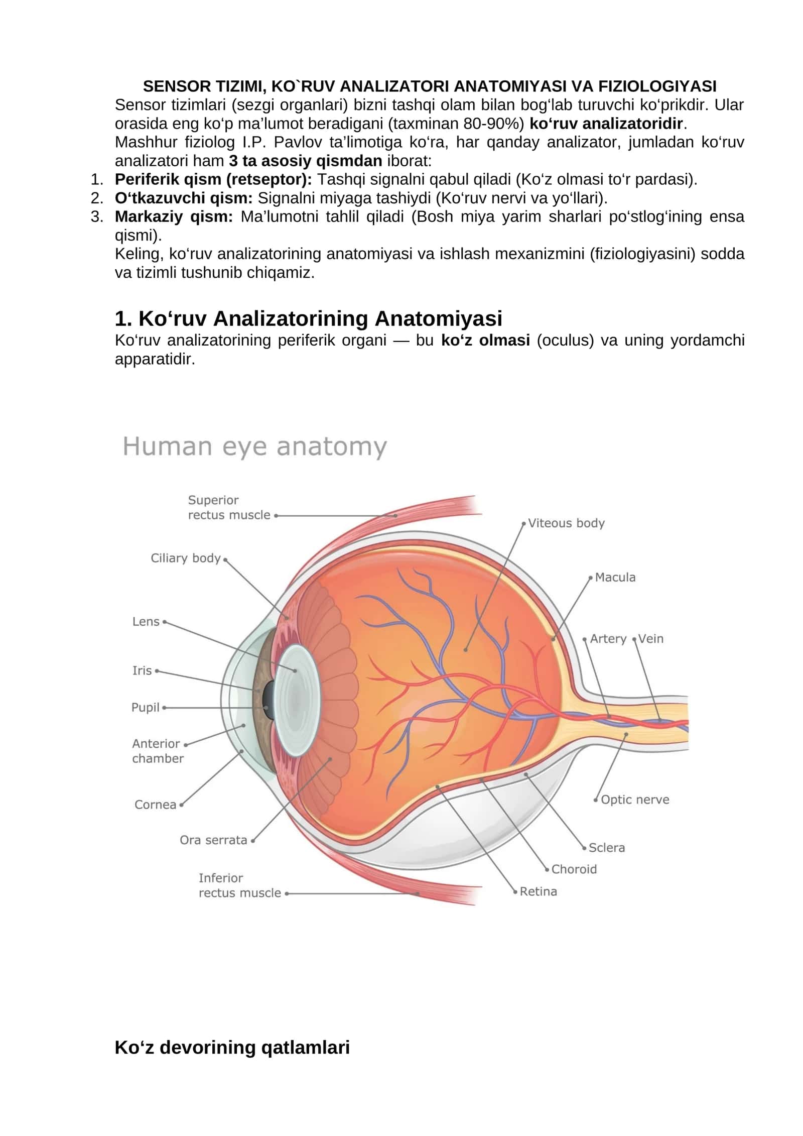 Sensor tizimi, ko`ruv analizatori anatomiyasi va fiziologiyasi