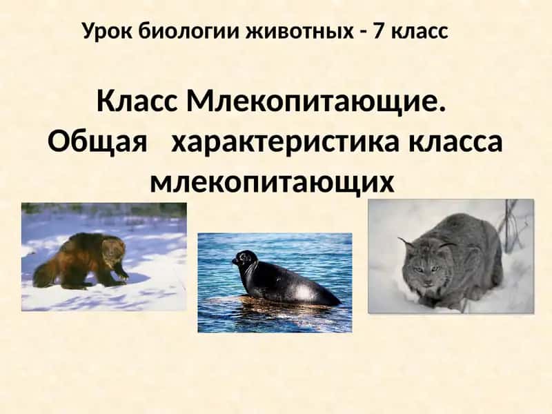 Класс Млекопитающие