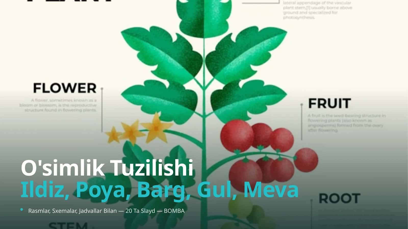 O'simlik Tuzilishi (Prezentatsiya)
