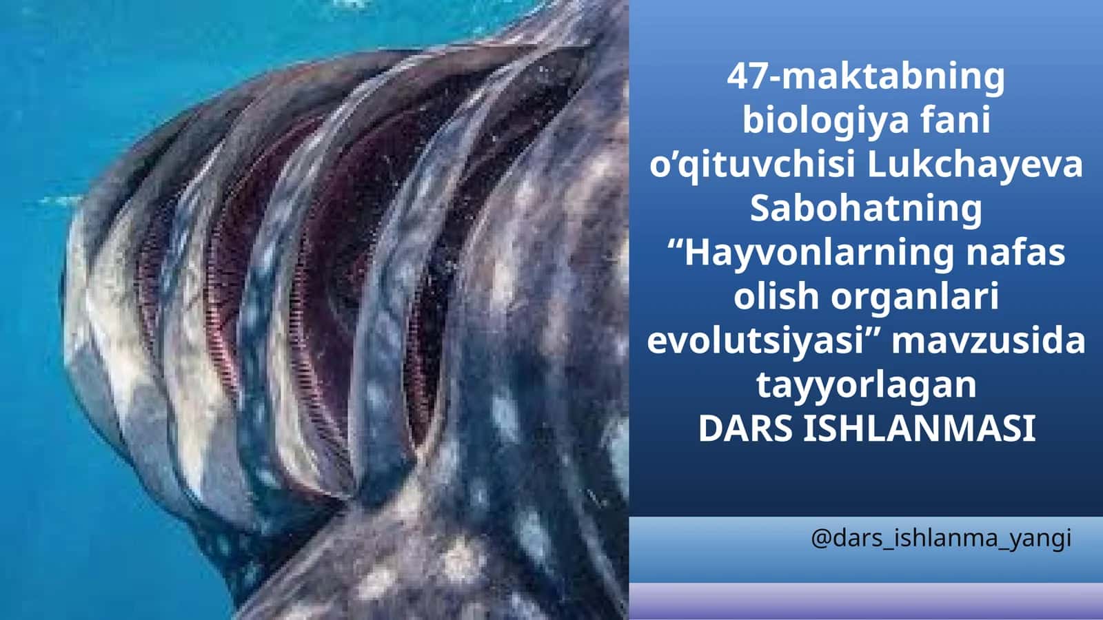 Nafaslash organlarining evolutsiyasi