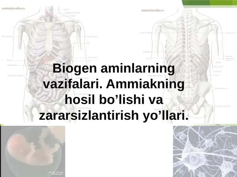 Biogen aminlarning vazifalari. Ammiakning hosil bo’lishi va zararsizlantirish yo’llari.