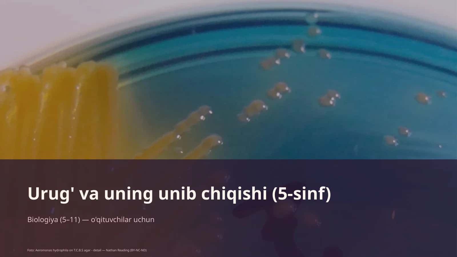 Urug' va uning unib chiqishi (5-sinf)