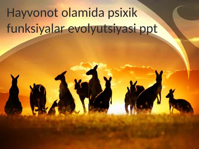 Hayvonotolamidapsixikfunksiyalarevolyutsiyasi.ppt