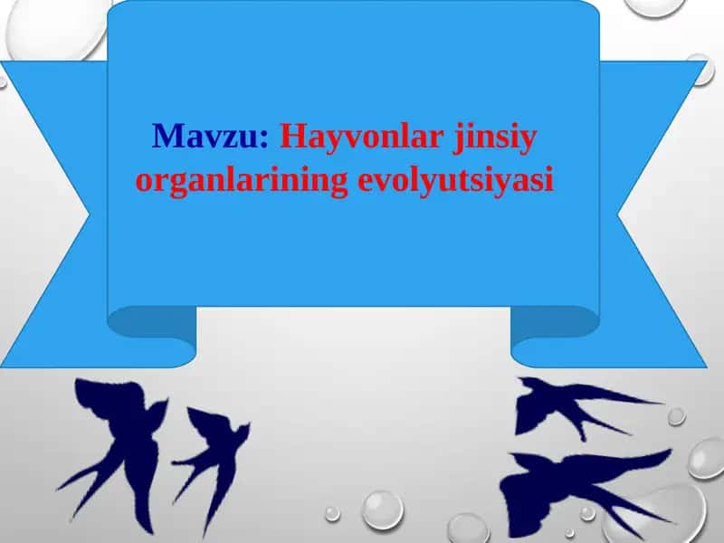 Hayvonlar jinsiy organlarining evolyutsiyasi