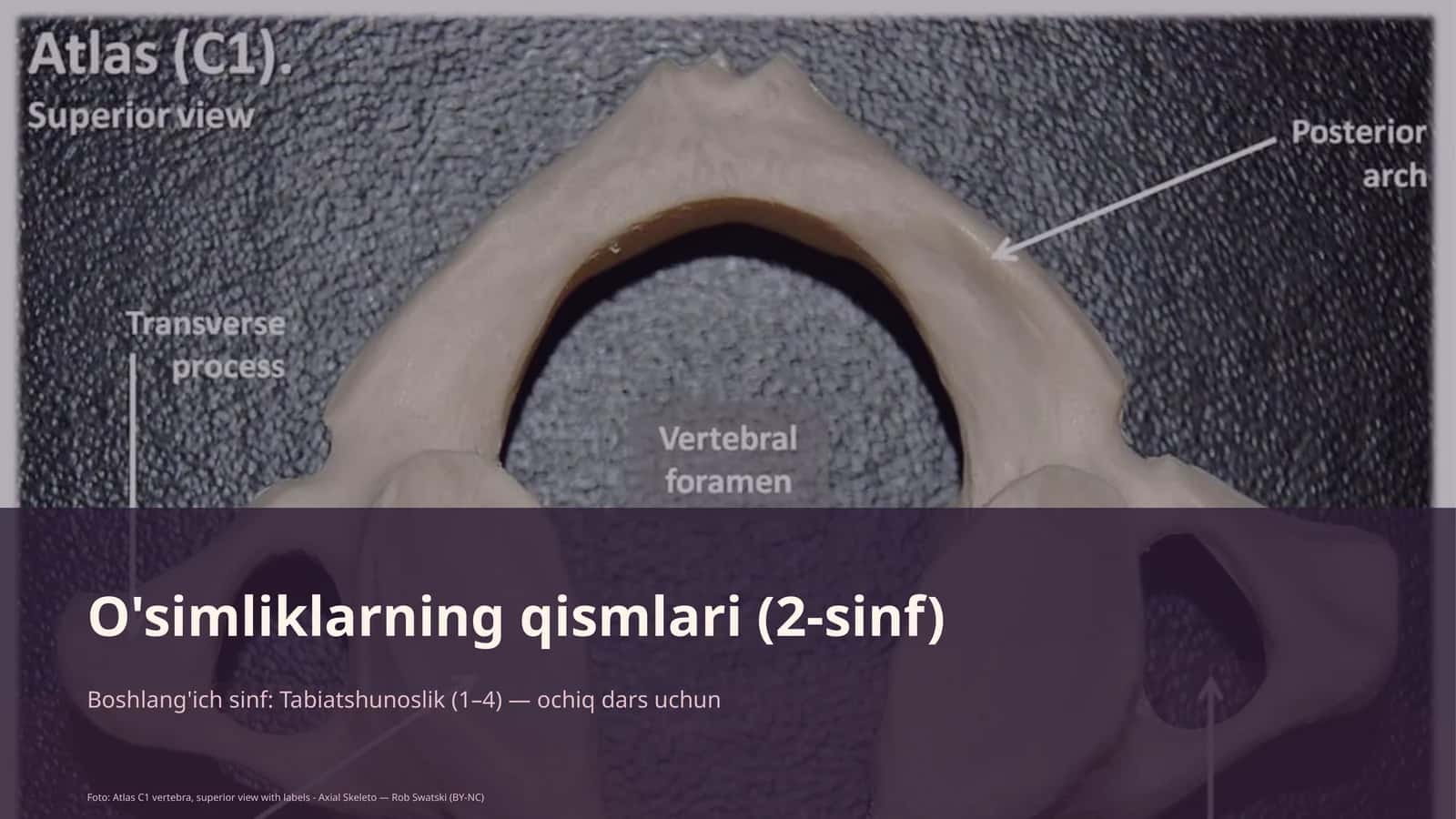 O'simliklarning qismlari (2-sinf)