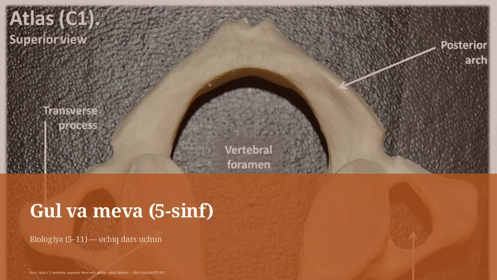 Gul va meva (5-sinf)