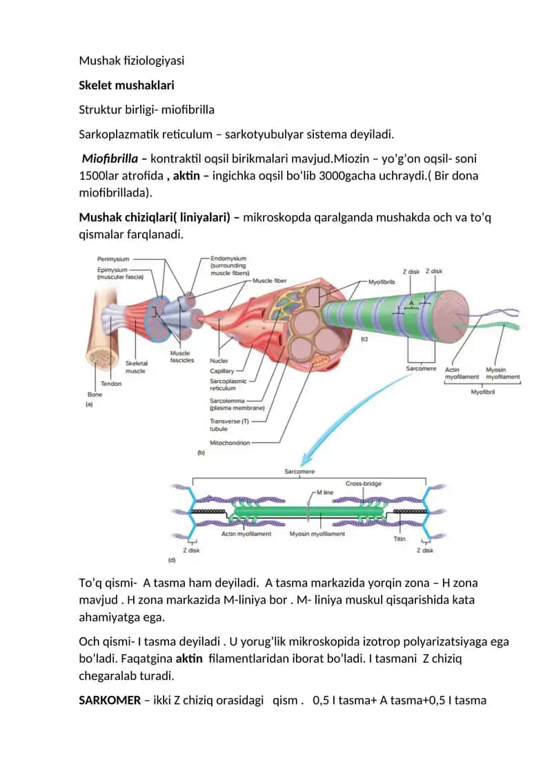 Mushak fiziologiyasi