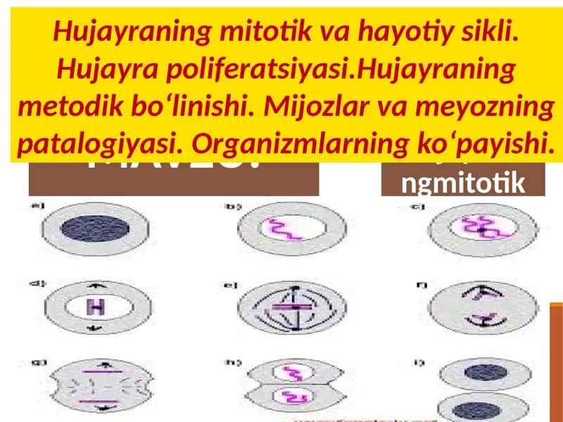 Hujayraning mitotik va hayotiy sikli