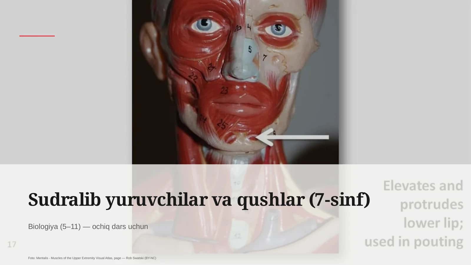 Sudralib yuruvchilar va qushlar (7-sinf) Biologiya