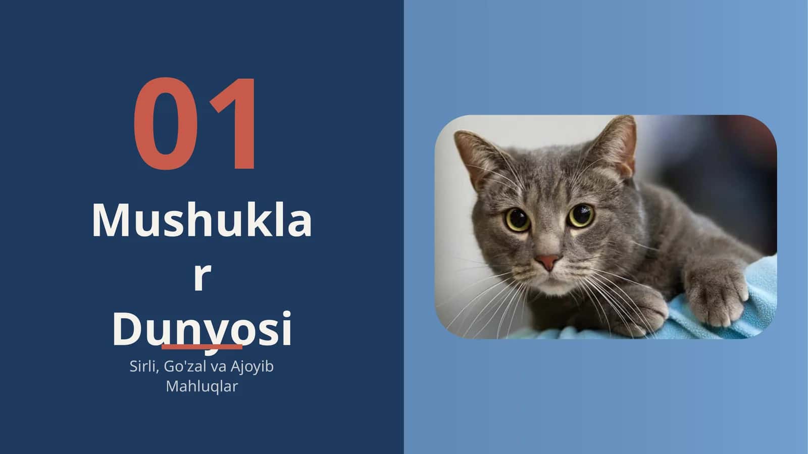 Mushuklar dunyosi