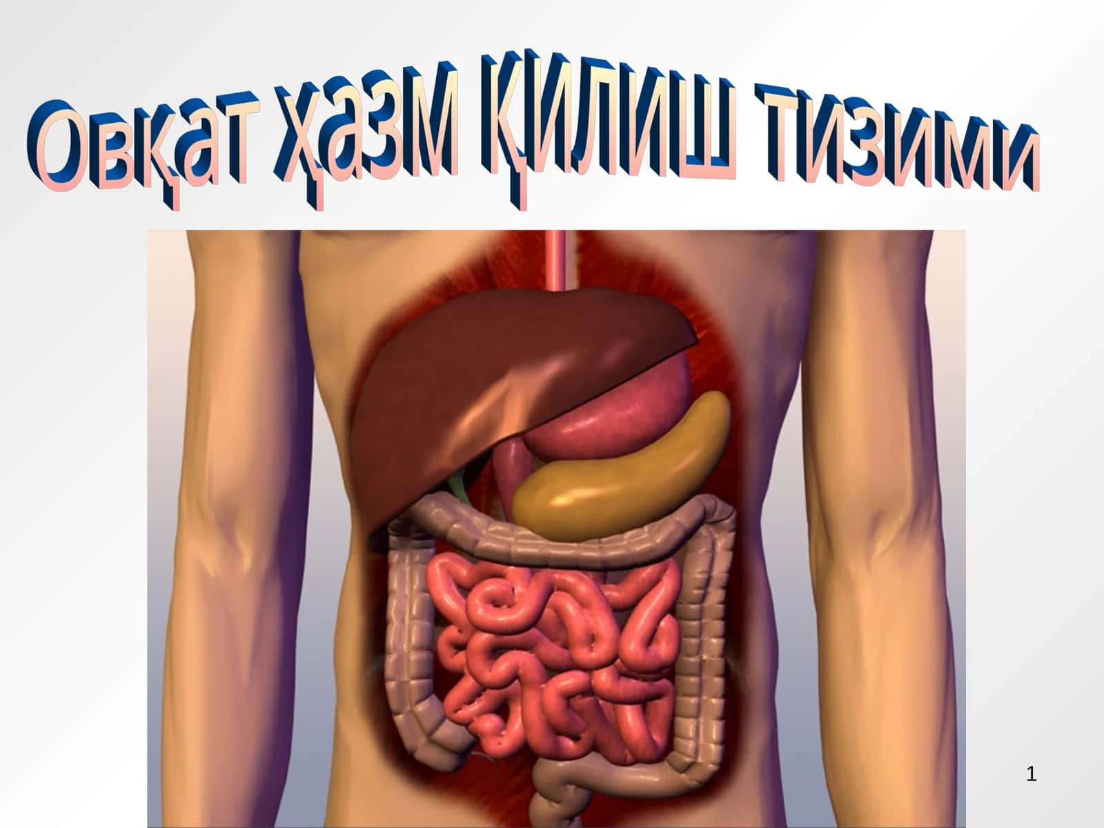 Овқат ҳазм қилиш тизими