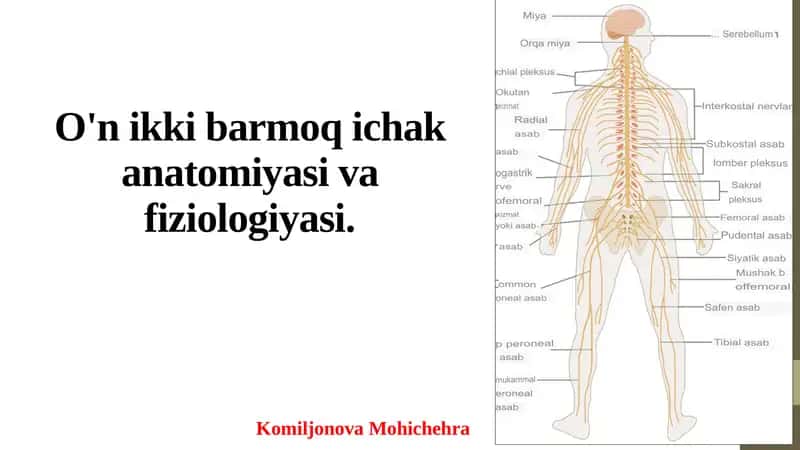 O'n ikki barmoq ichak anatomiyasi va fiziologiyasi