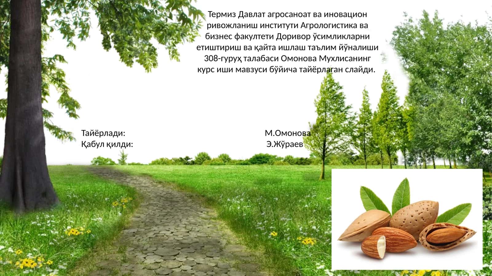 Аччиқ бодом ўсимлигининг биологияси ва кўчатчилиги (Амугдаларум амарарум)