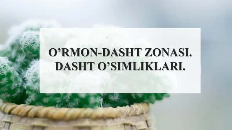 O’rmon-dasht zonasi