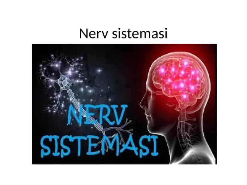 Nerv sestimasi