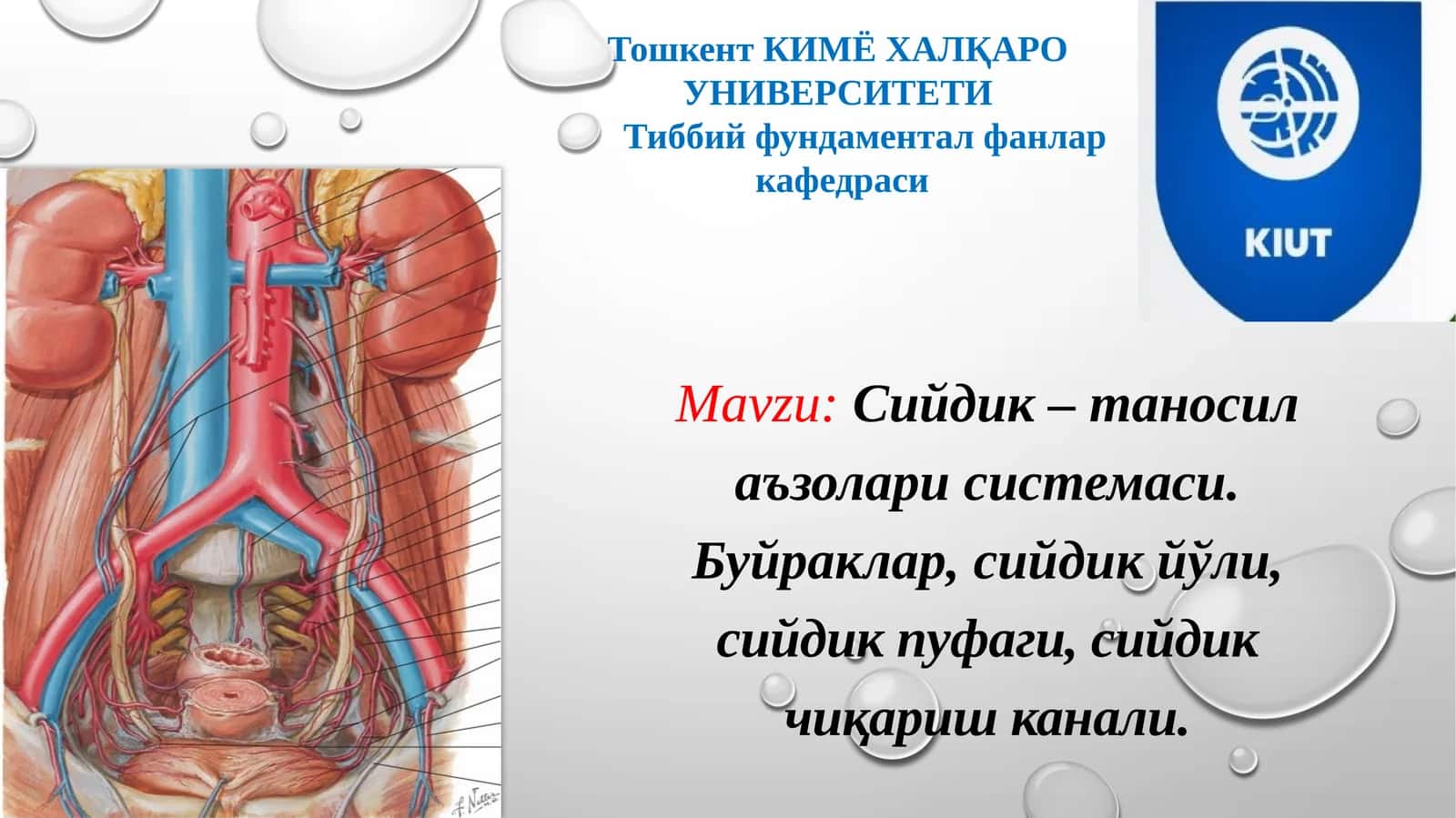 Сийдик–таносилаъзоларисистемаси