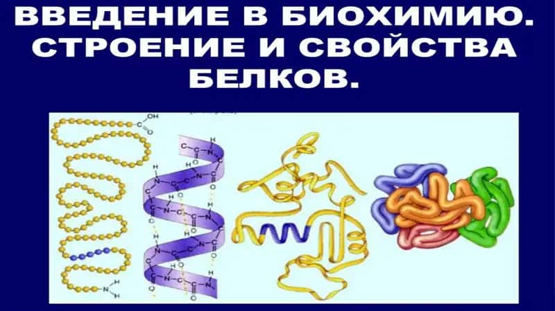 СТРОЕНИЕ И СВОЙСТВА БЕЛКОВ