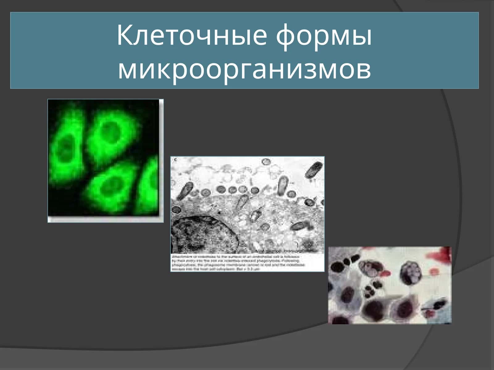 Клеточные формы микроорганизмов