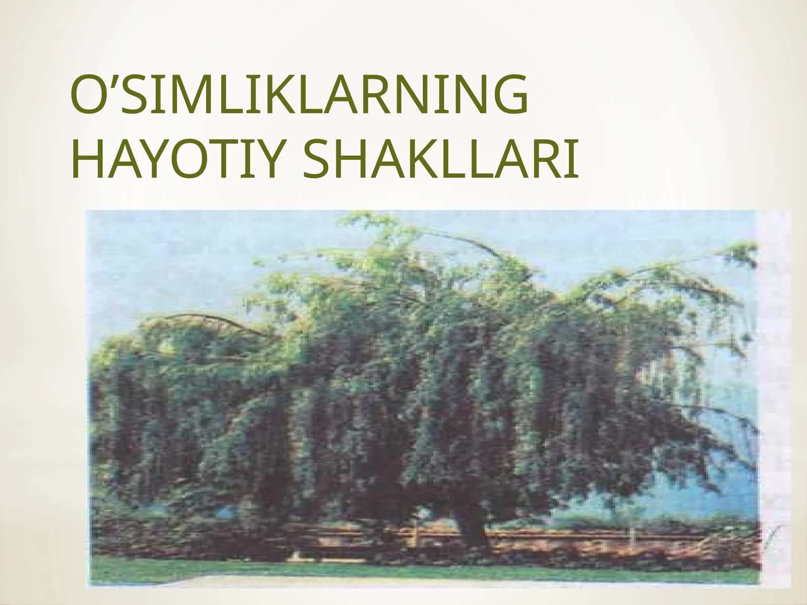 O’SIMLIKLARNINGHAYOTIYSHAKLLARI