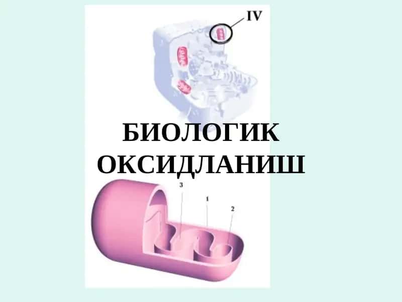 БИОЛОГИК ОКСИДЛАНИШ